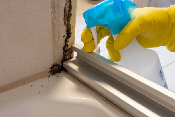 Best Preventive Mold Services in Tioga, ND